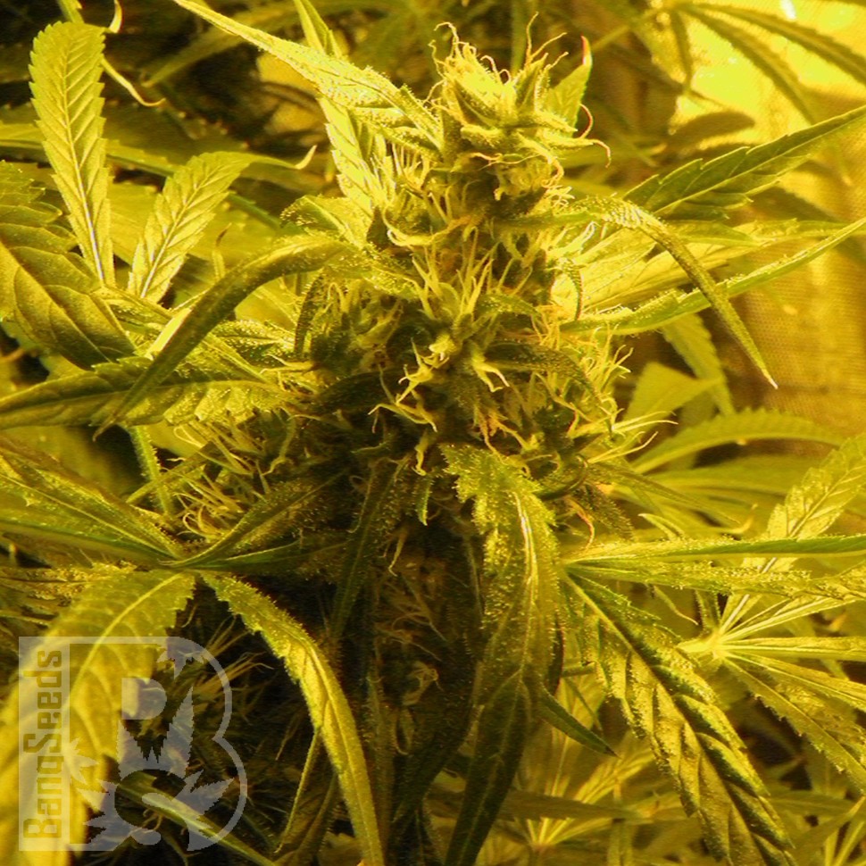 Семена конопли Amazon Brazil feminised Ganja Seeds