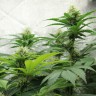Семена купить Amazon Brazil feminised Ganja Seeds Семена купить Amazon Brazil feminised Ganja Seeds