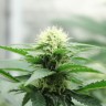 Семена конопли Amazon Brazil feminised Ganja Seeds Семена конопли Amazon Brazil feminised Ganja Seeds
