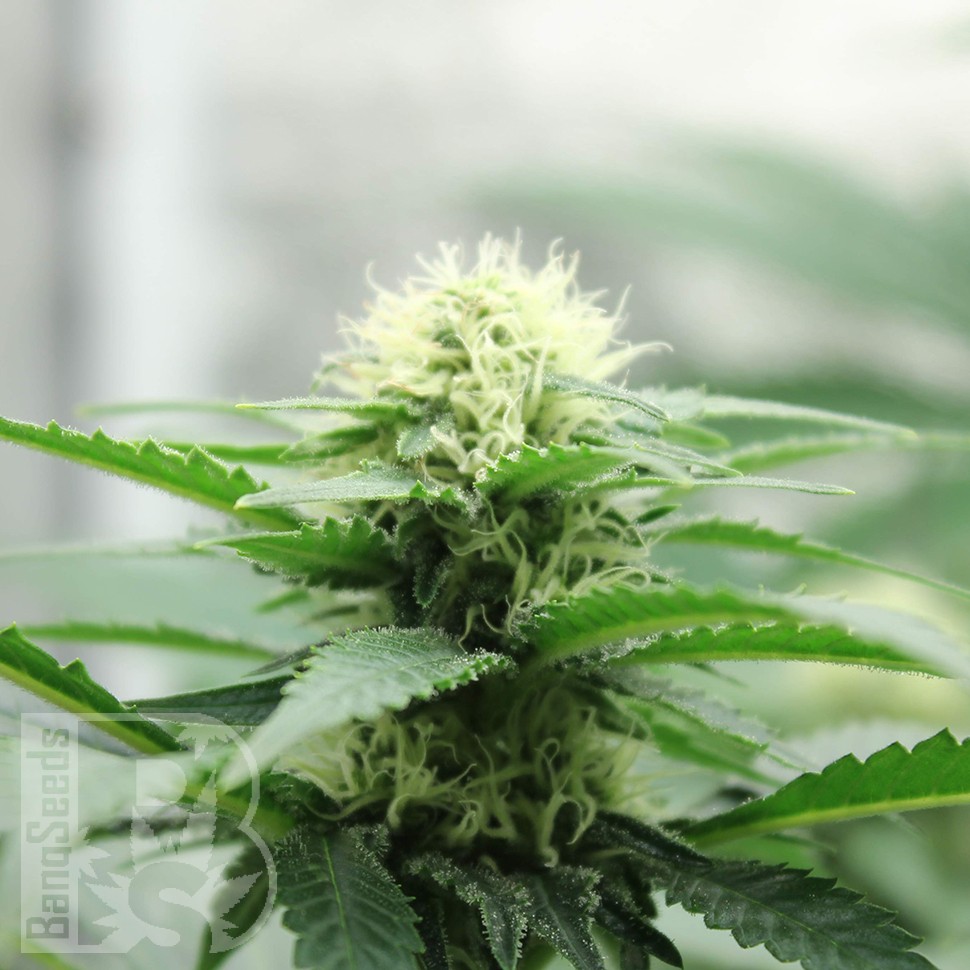 Семена конопли Amazon Brazil feminised Ganja Seeds Семена конопли Amazon Brazil feminised Ganja Seeds