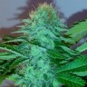 Купить семена конопли Amazon Brazil feminised Ganja Seeds Купить семена конопли Amazon Brazil feminised Ganja Seeds