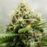 Amazon Brazil feminised Ganja Seeds купить Amazon Brazil feminised Ganja Seeds купить