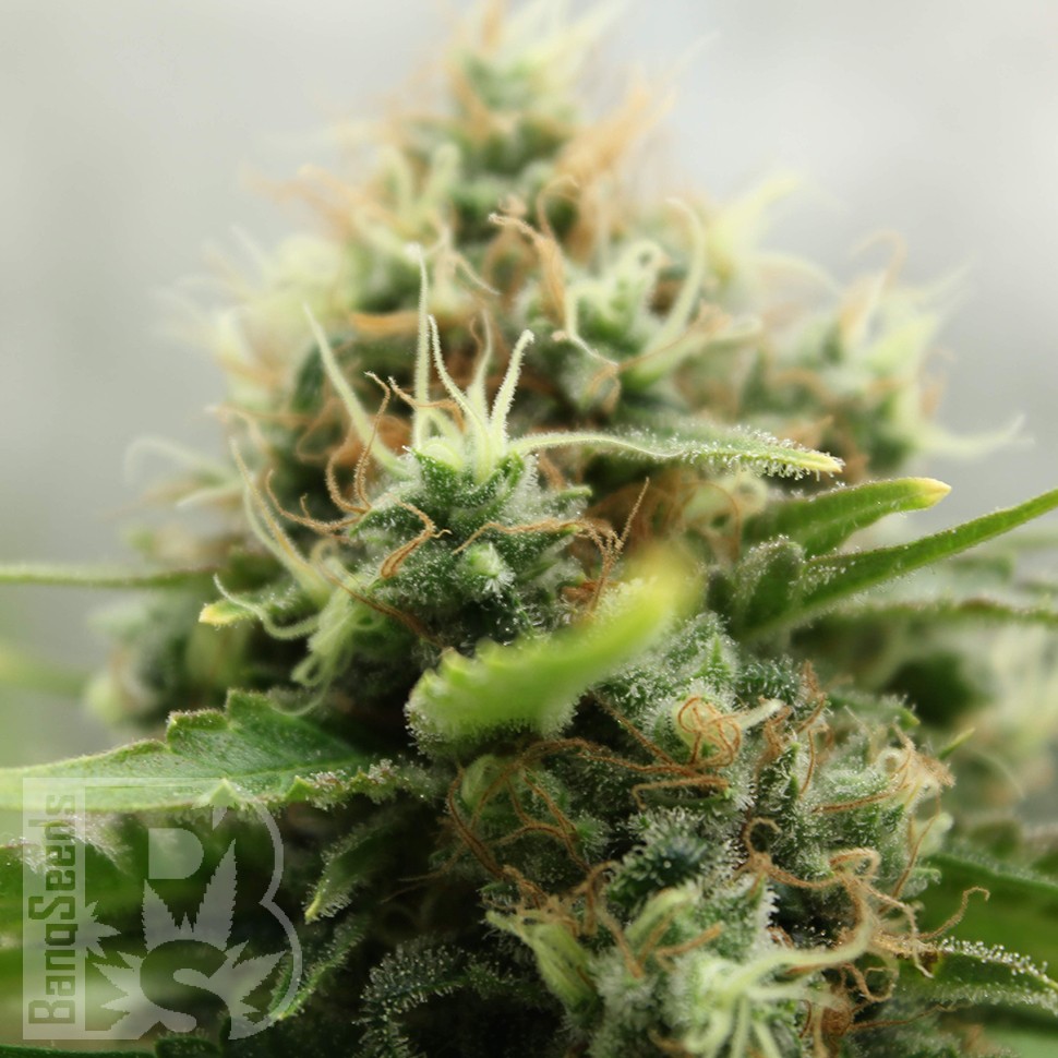 Amazon Brazil feminised Ganja Seeds купить Amazon Brazil feminised Ganja Seeds купить