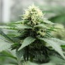 Amazon Brazil feminised Ganja Seeds семена Amazon Brazil feminised Ganja Seeds семена
