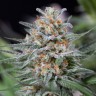 Critical Mass feminised Ganja Seeds Critical Mass feminised Ganja Seeds