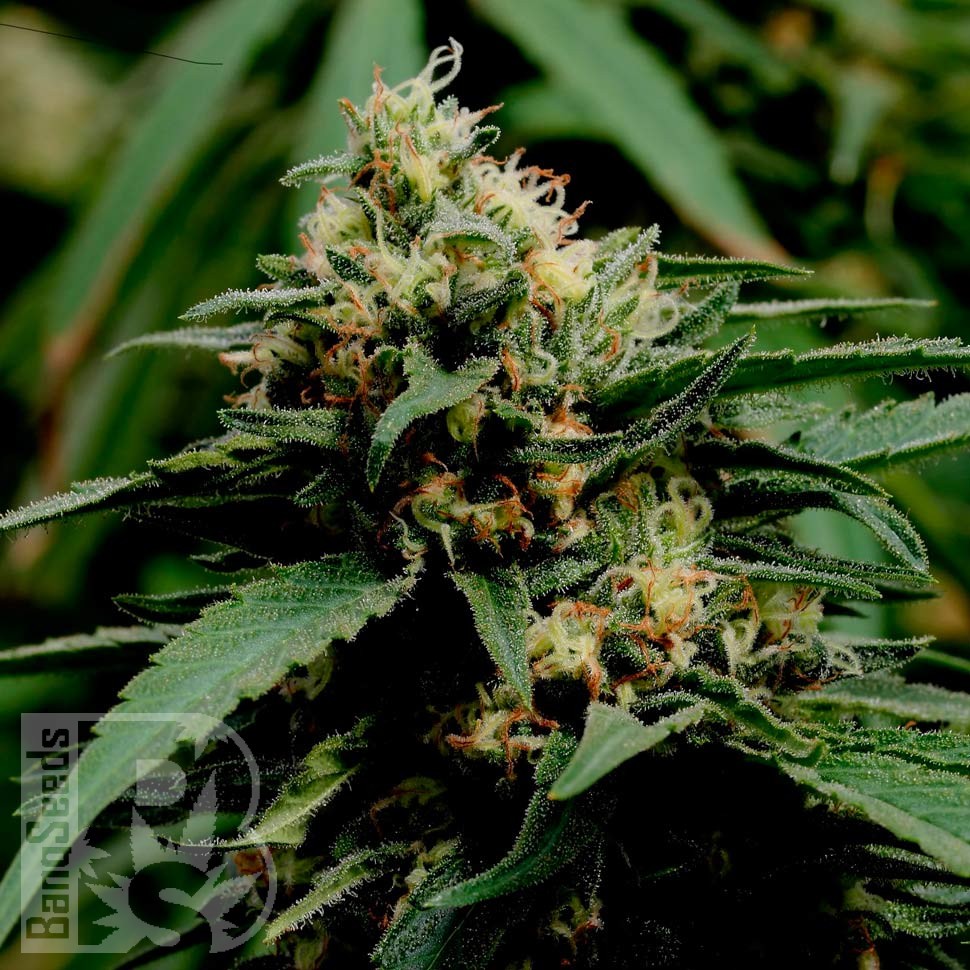 Critical Mass feminised Ganja Seeds Critical Mass feminised Ganja Seeds