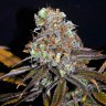 Critical Mass feminised Ganja Seeds Critical Mass feminised Ganja Seeds