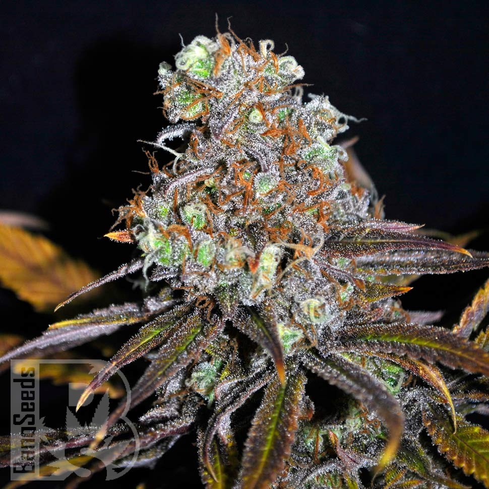 Critical Mass feminised Ganja Seeds Critical Mass feminised Ganja Seeds
