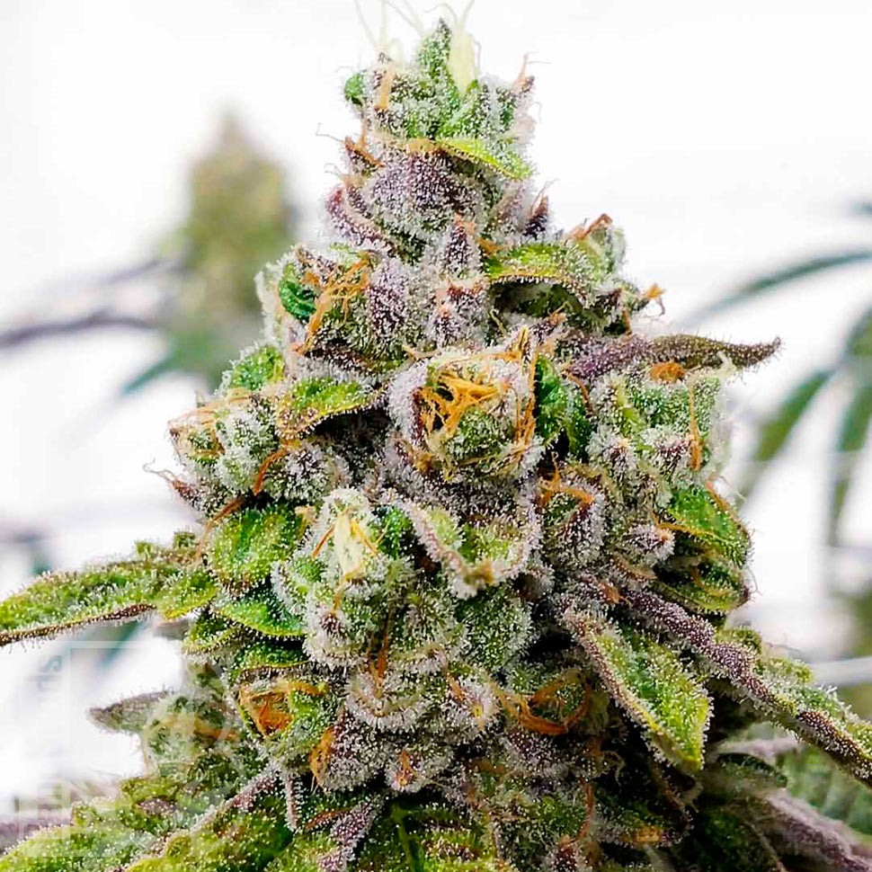 Семена конопли Auto Dos-Si-Dos feminised Ganja Seeds Семена конопли Auto Dos-Si-Dos feminised Ganja Seeds