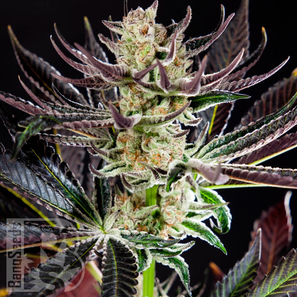 Семена конопли Auto Dos-Si-Dos feminised Ganja Seeds Семена конопли Auto Dos-Si-Dos feminised Ganja Seeds
