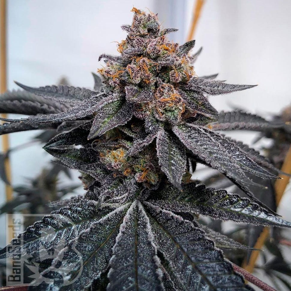 Семена конопли Auto Dos-Si-Dos feminised Ganja Seeds Семена конопли Auto Dos-Si-Dos feminised Ganja Seeds