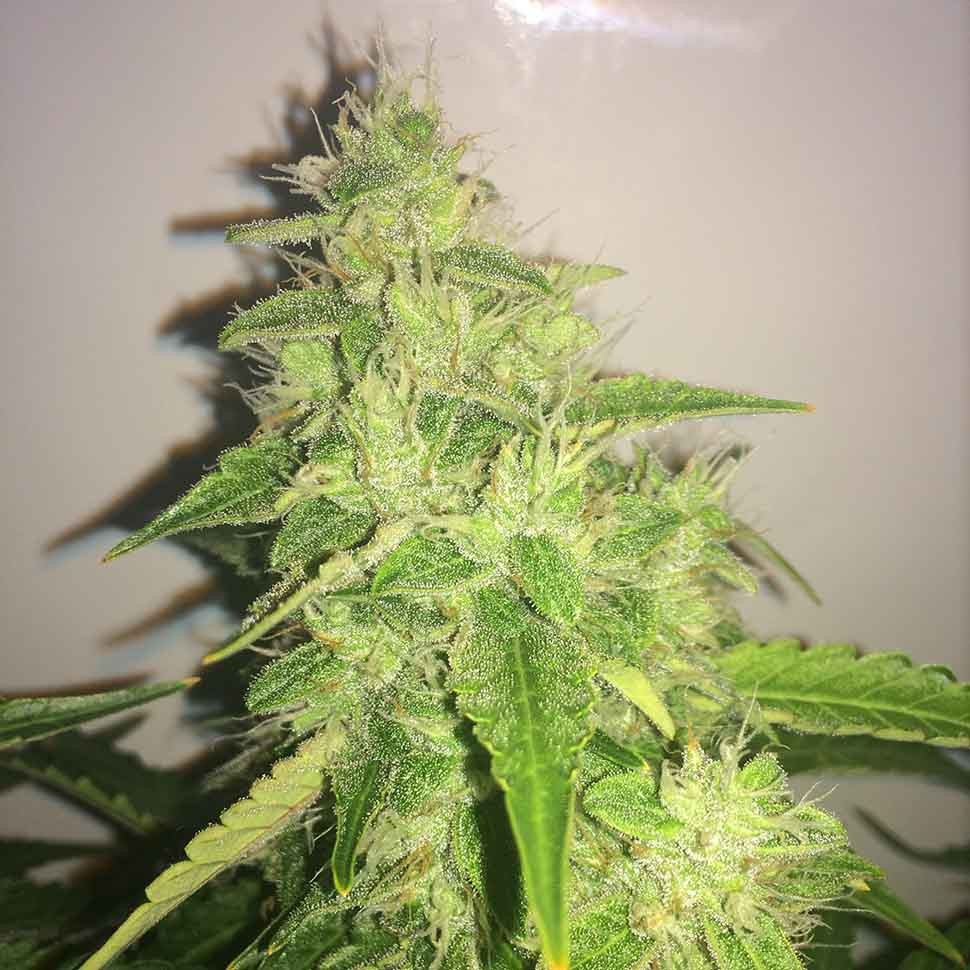 купить семена конопли для выращивания Belladonna reg купить семена конопли для выращивания Belladonna reg