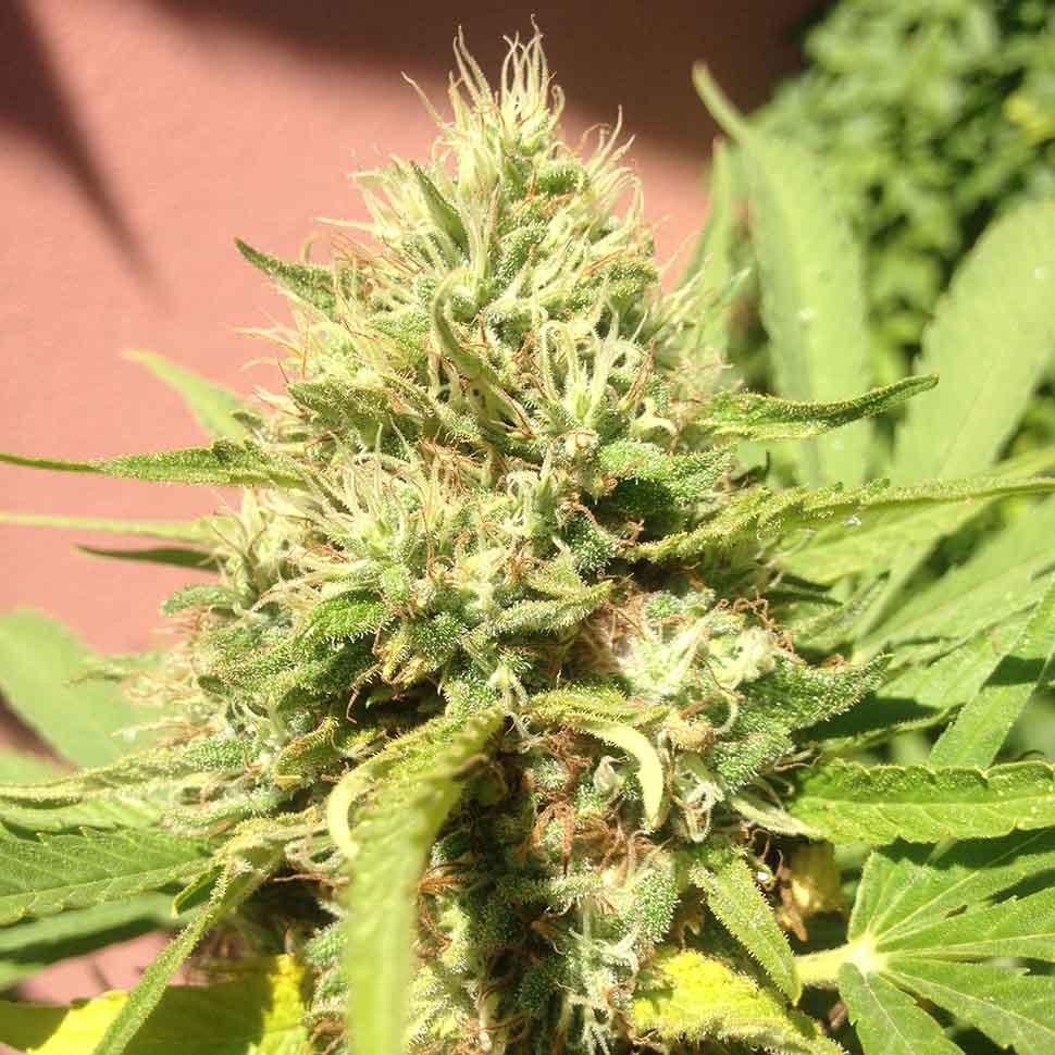 заказать на сайте семена конопли Belladonna reg заказать на сайте семена конопли Belladonna reg