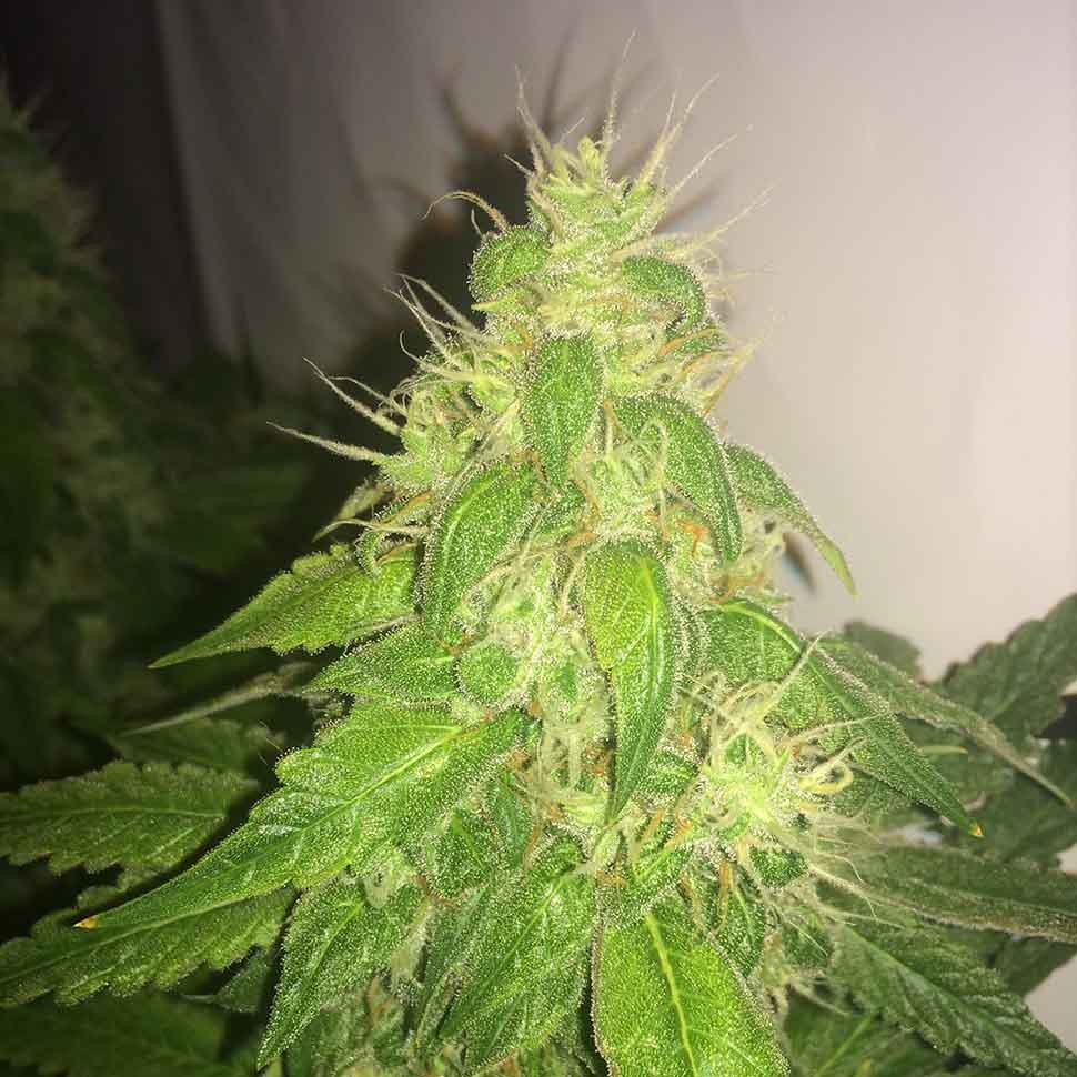 заказать качественные семена конопли Belladonna reg заказать качественные семена конопли Belladonna reg