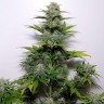 купить семена конопли G-13 regular Ganja Seeds купить семена конопли G-13 regular Ganja Seeds