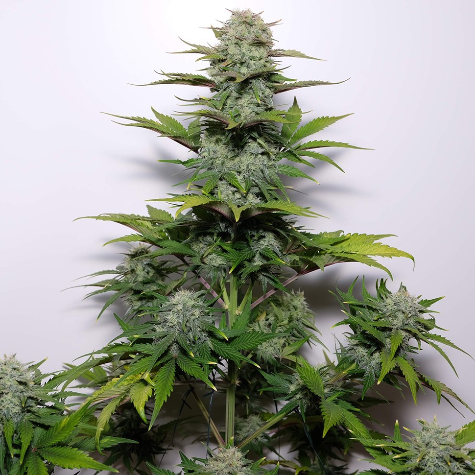 Семена каннабиса G-13 regular Ganja Seeds