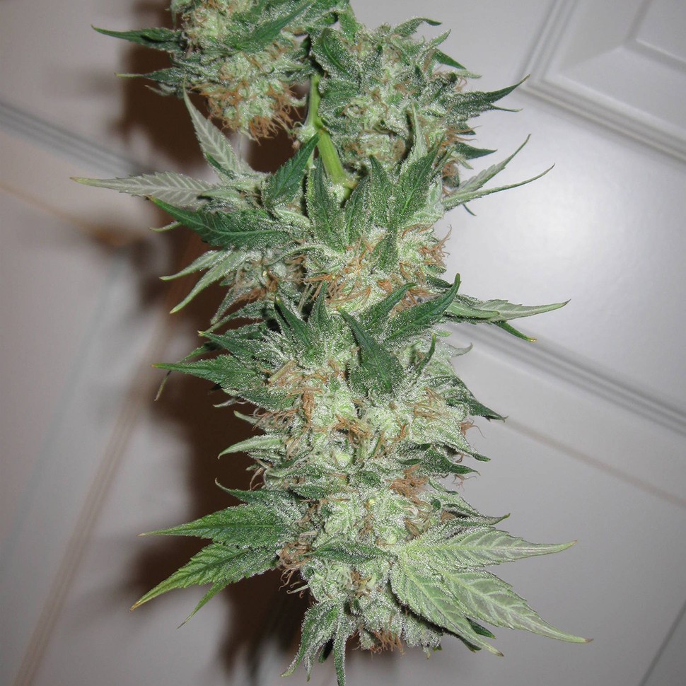 семена конопли G-13 regular Ganja Seeds семена конопли G-13 regular Ganja Seeds