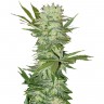 заказ семян конопли G-13 regular Ganja Seeds заказ семян конопли G-13 regular Ganja Seeds