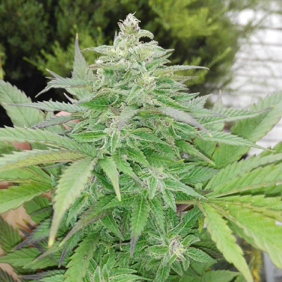 где заказать семена конопли G-13 regular Ganja Seeds где заказать семена конопли G-13 regular Ganja Seeds