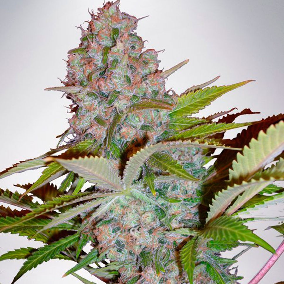 Семена марихуаны Hyperion feminised GanjaVIP Seeds