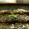 Семена марихуаны Hyperion feminised GanjaVIP Seeds Семена марихуаны Hyperion feminised GanjaVIP Seeds