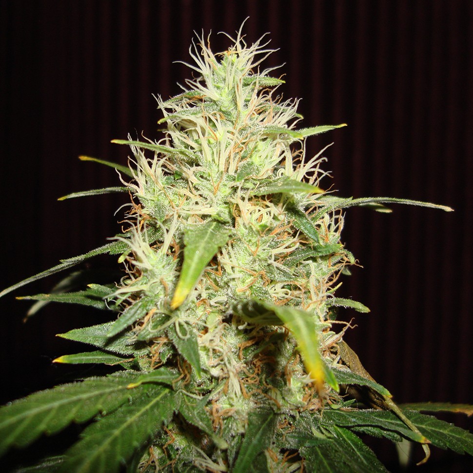 Семена ганжа  White Russian feminised Neuro Seeds