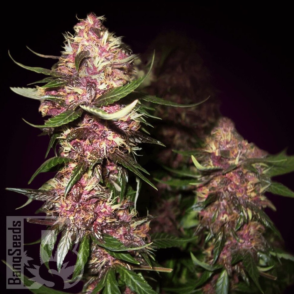 Семена конопли Baikonur feminised Bang Seeds Семена конопли Baikonur feminised Bang Seeds