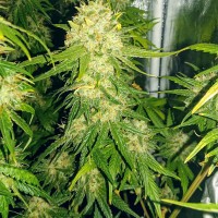 Haze feminised Ganja Seeds