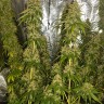 качественные семена конопли Haze feminised Ganja Seeds качественные семена конопли Haze feminised Ganja Seeds