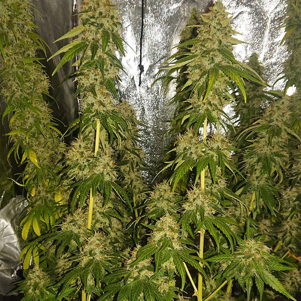 качественные семена конопли Haze feminised Ganja Seeds качественные семена конопли Haze feminised Ganja Seeds