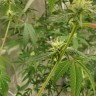 семена конопли автоцвет Auto Critical Orange Punch feminised Ganja Seeds семена конопли автоцвет Auto Critical Orange Punch feminised Ganja Seeds
