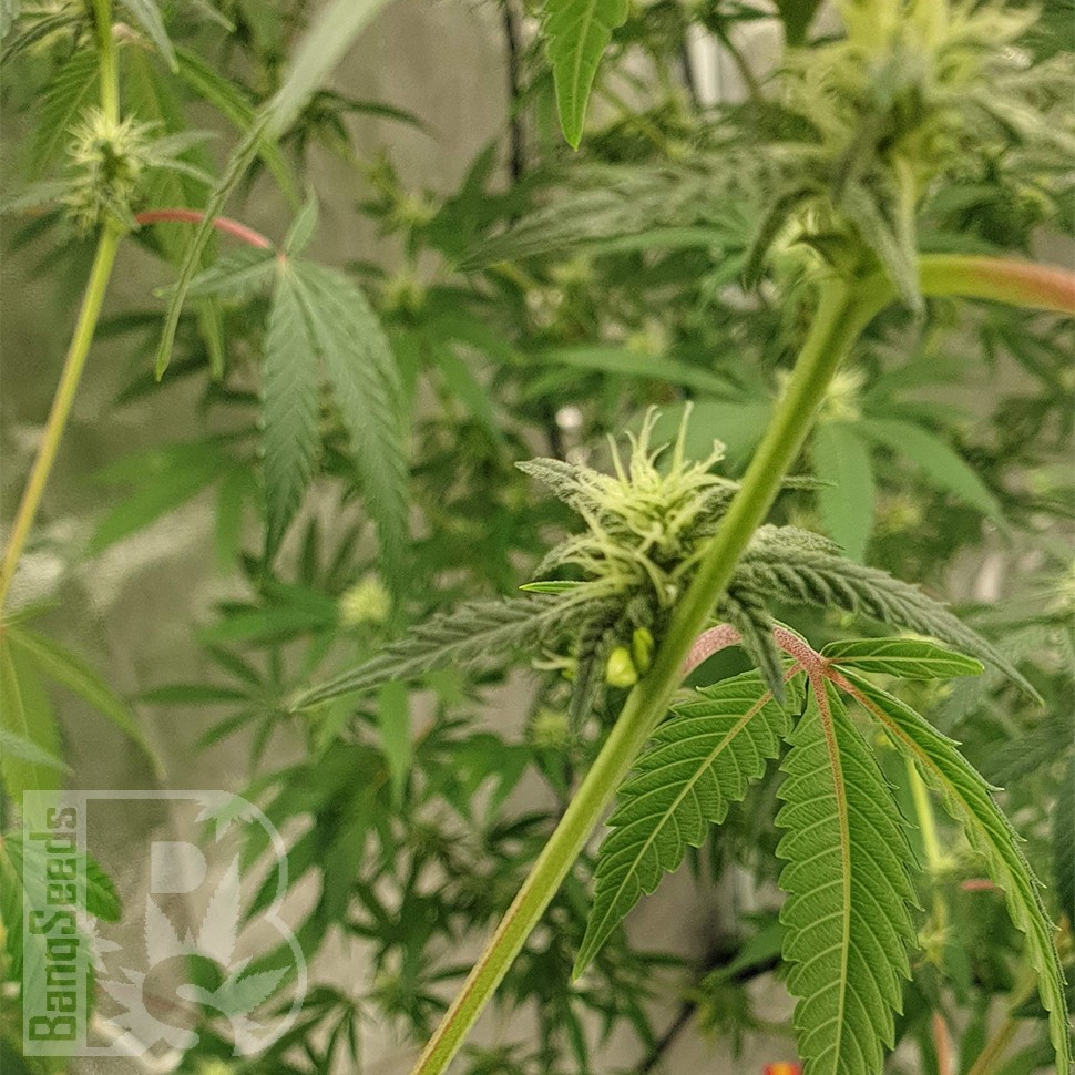 семена конопли автоцвет Auto Critical Orange Punch feminised Ganja Seeds семена конопли автоцвет Auto Critical Orange Punch feminised Ganja Seeds
