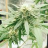 автоцветущие семена конопли Auto Critical Orange Punch feminised Ganja Seeds автоцветущие семена конопли Auto Critical Orange Punch feminised Ganja Seeds