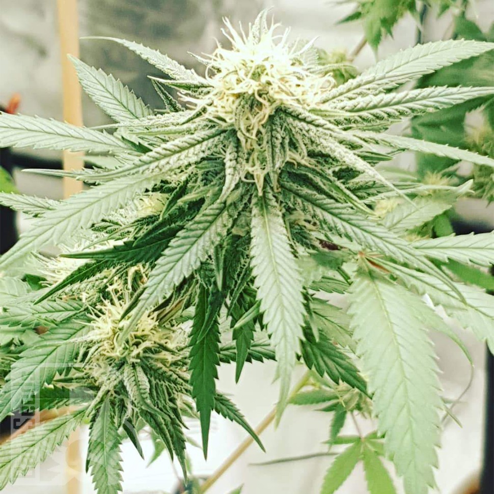автоцветущие семена конопли Auto Critical Orange Punch feminised Ganja Seeds автоцветущие семена конопли Auto Critical Orange Punch feminised Ganja Seeds