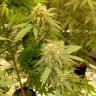 семена конопли в фирменной упаковке Auto Critical Orange Punch feminised Ganja Seeds семена конопли в фирменной упаковке Auto Critical Orange Punch feminised Ganja Seeds