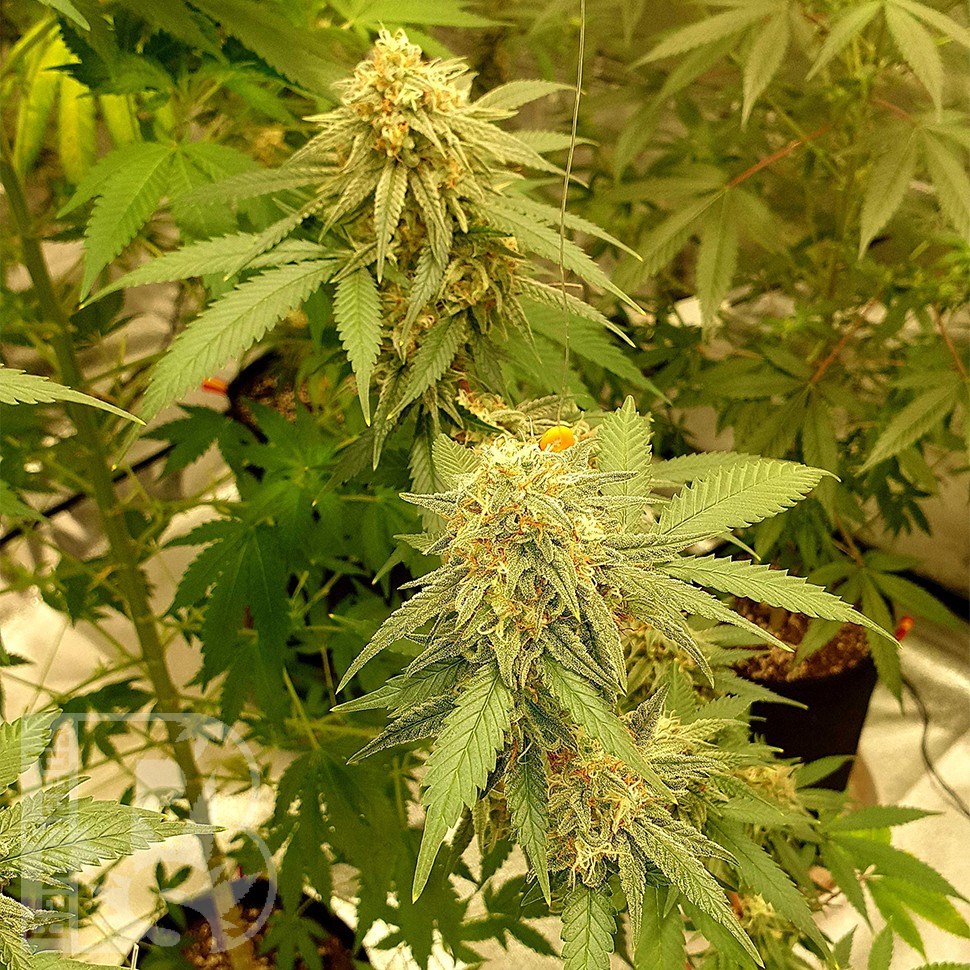семена конопли в фирменной упаковке Auto Critical Orange Punch feminised Ganja Seeds семена конопли в фирменной упаковке Auto Critical Orange Punch feminised Ganja Seeds