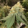 семена конопли интернет магазин Auto Critical Orange Punch feminised Ganja Seeds семена конопли интернет магазин Auto Critical Orange Punch feminised Ganja Seeds