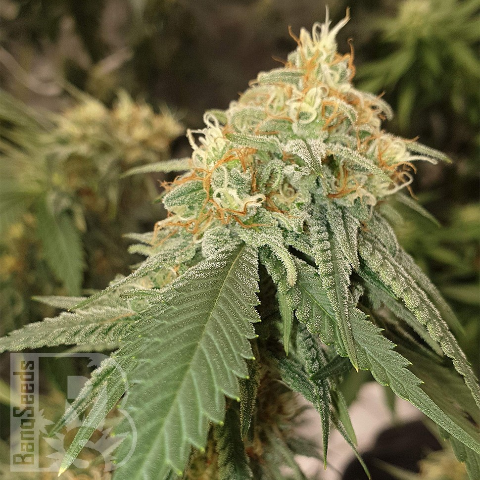 Семена Auto Critical Orange Punch feminised Ganja Seeds