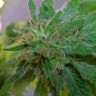 Critical Plus feminised Ganja Seeds Critical Plus feminised Ganja Seeds