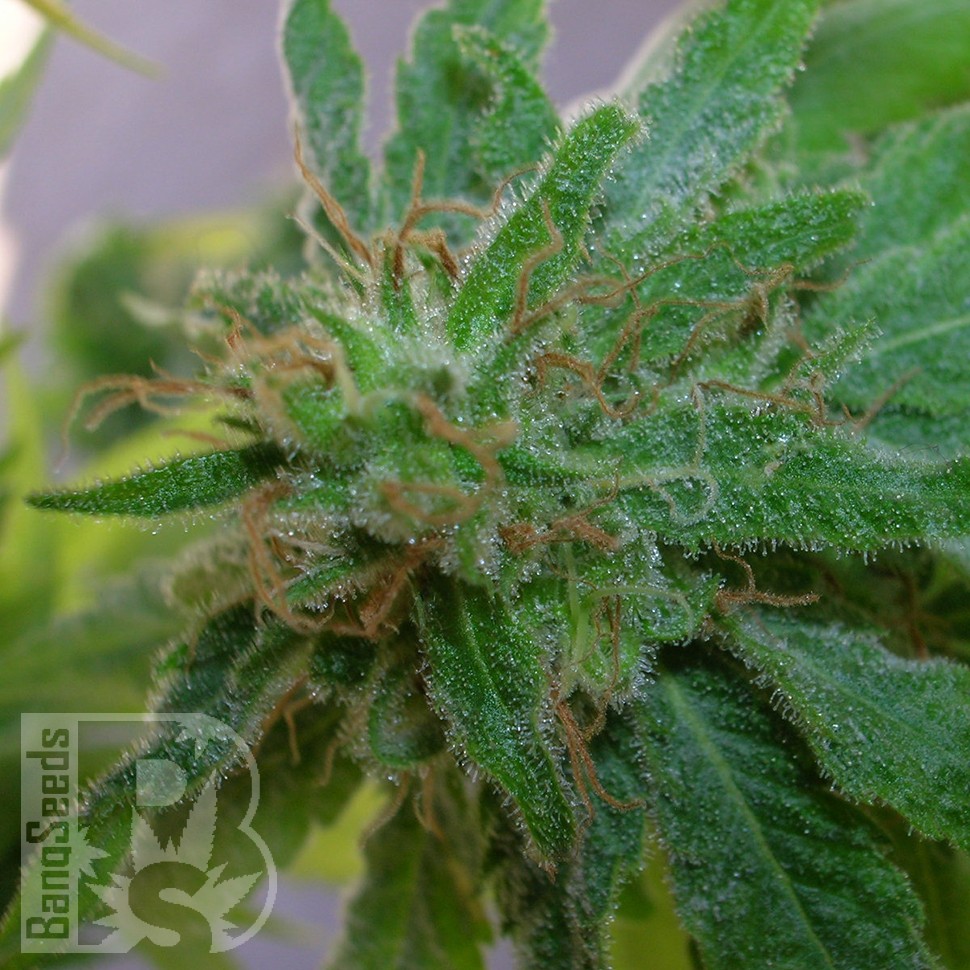 Critical Plus feminised Ganja Seeds Critical Plus feminised Ganja Seeds