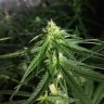 Critical Plus feminised Ganja Seeds Critical Plus feminised Ganja Seeds