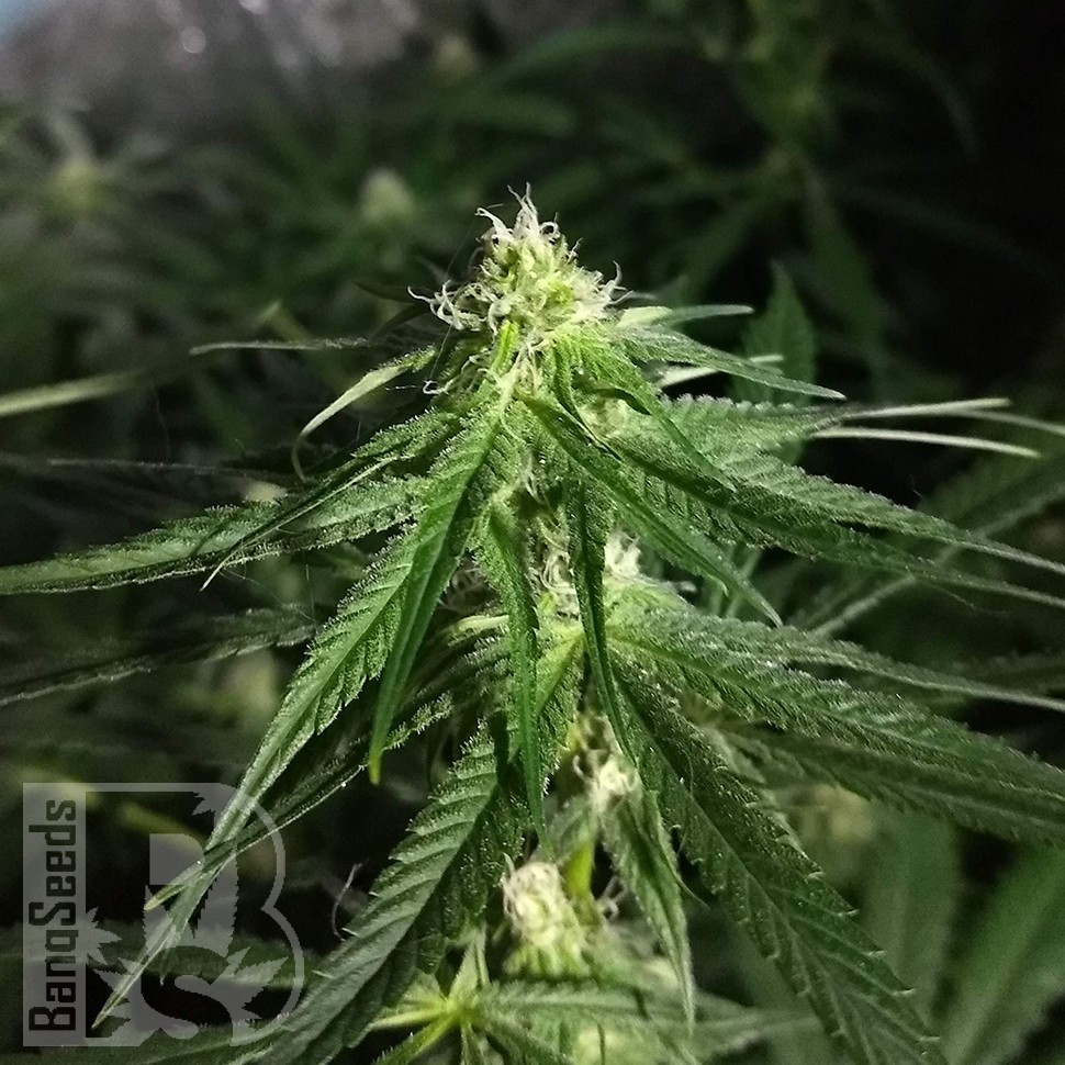 Critical Plus feminised Ganja Seeds Critical Plus feminised Ganja Seeds