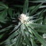Critical Plus feminised Ganja Seeds Critical Plus feminised Ganja Seeds