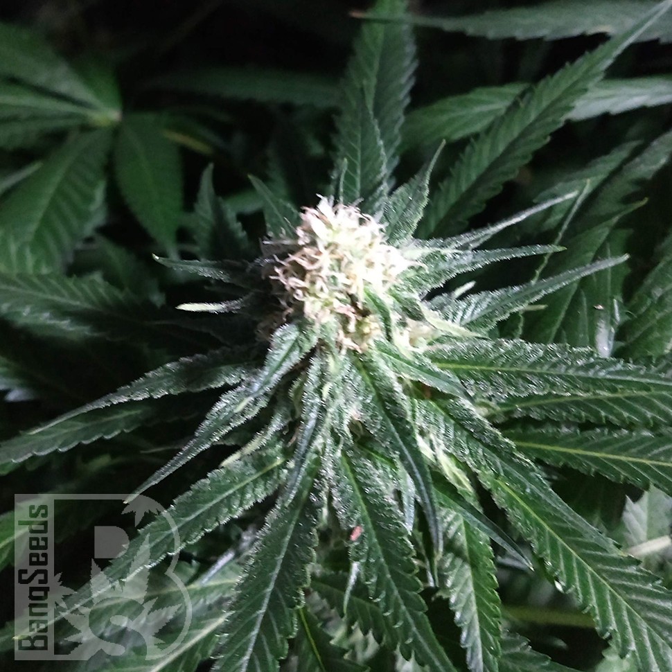 Critical Plus feminised Ganja Seeds Critical Plus feminised Ganja Seeds