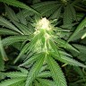 Critical Plus feminised Ganja Seeds Critical Plus feminised Ganja Seeds