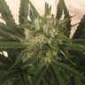 Critical Plus feminised Ganja Seeds Critical Plus feminised Ganja Seeds