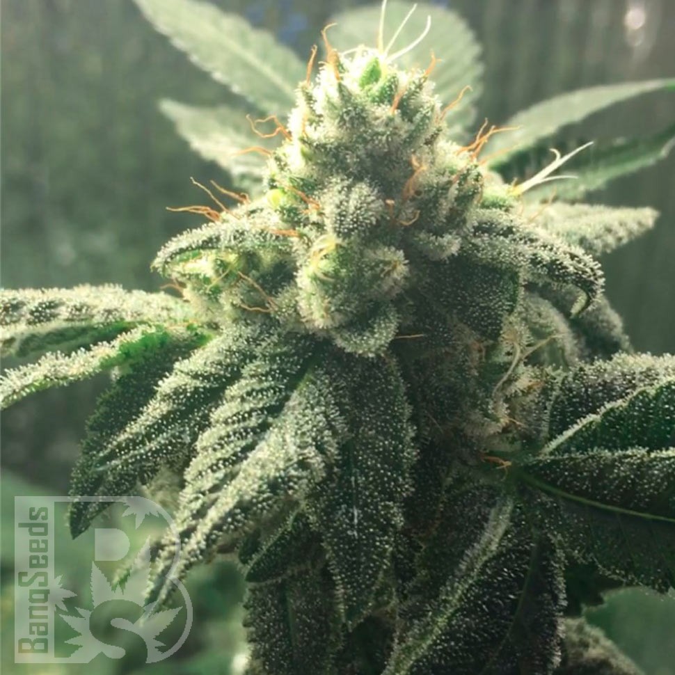 Семена каннабиса Auto Hell's Angel OG feminised Ganja Seeds Семена каннабиса Auto Hell's Angel OG feminised Ganja Seeds