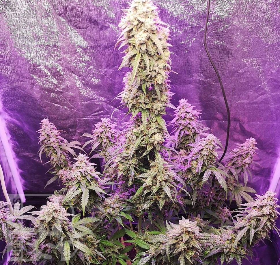 Семена каннабиса Auto Hell's Angel OG feminised Ganja Seeds Семена каннабиса Auto Hell's Angel OG feminised Ganja Seeds