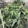 купить семена конопли индика Orange Skunk reg купить семена конопли индика Orange Skunk reg