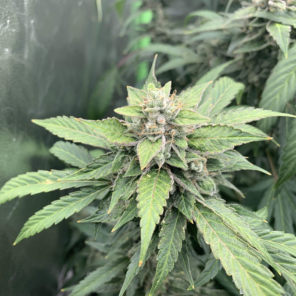 купить семена конопли курьером Orange Skunk reg купить семена конопли курьером Orange Skunk reg